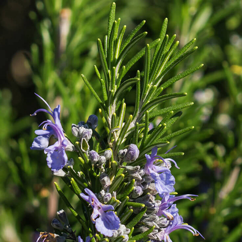 Hidrolato de Alecrim (Rosmarinus officinalis QT Cânfora) ORGÂNICO - 1L