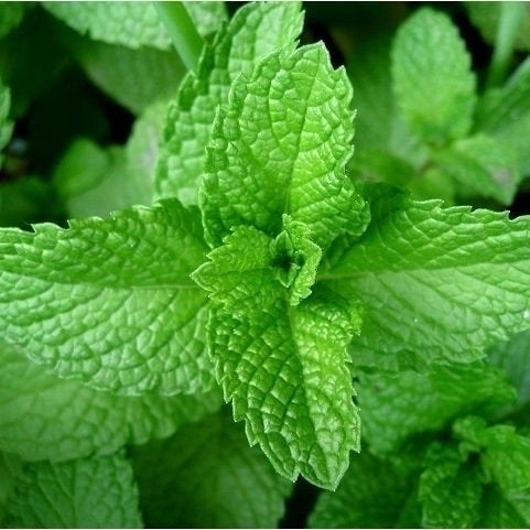 Óleo essencial de Hortelã Pimenta (Mentha piperita) - 100mL
