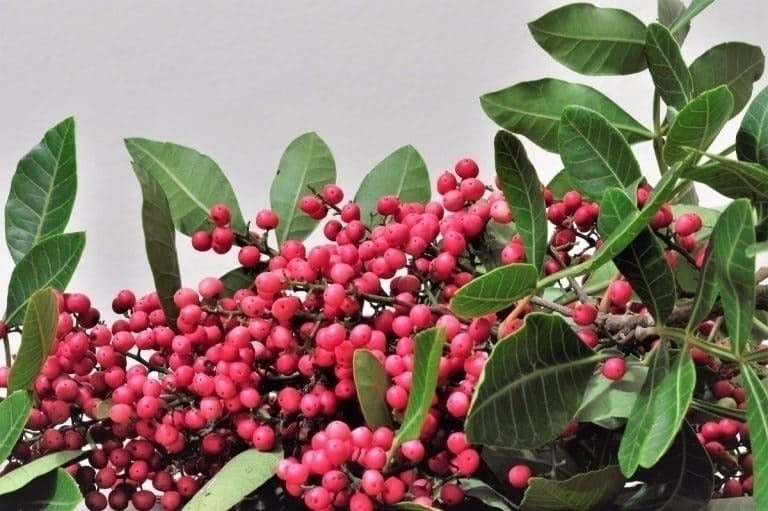 Óleo essencial de Pimenta Rosa (Schinus terebinthifolius) - 10mL