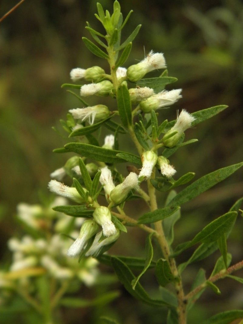 Óleo essencial de Alecrim do Campo (Baccharis dracunculifolia) - 10mL - Legee