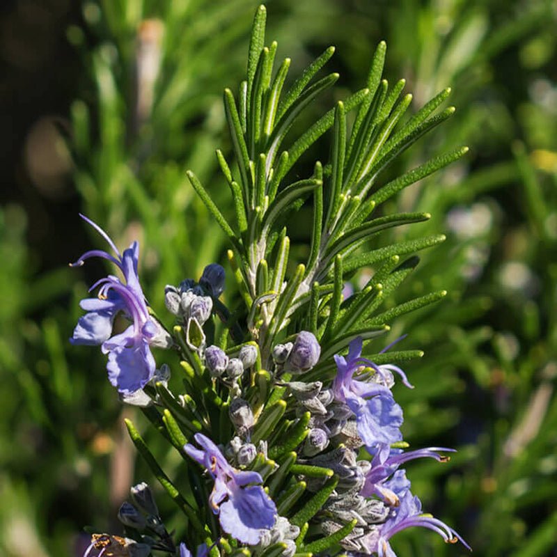 Óleo essencial de Alecrim (Rosmarinus officinalis QT Cânfora) ORGÂNICO - 10mL - Legee