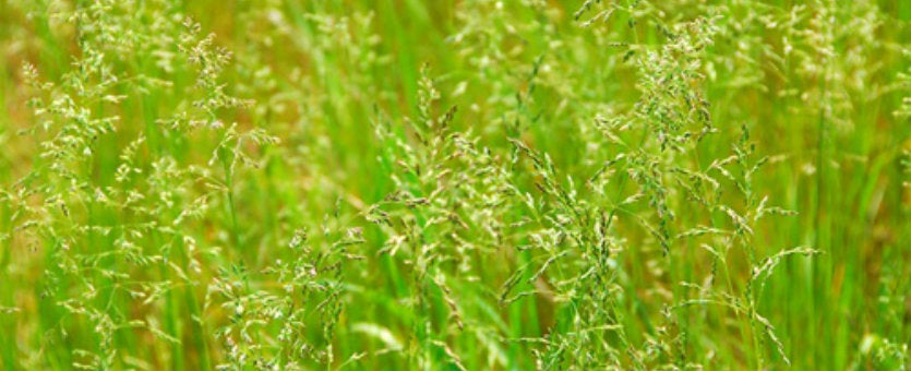 Óleo essencial de Palmarosa (Cymbopogon martinii) - 100mL