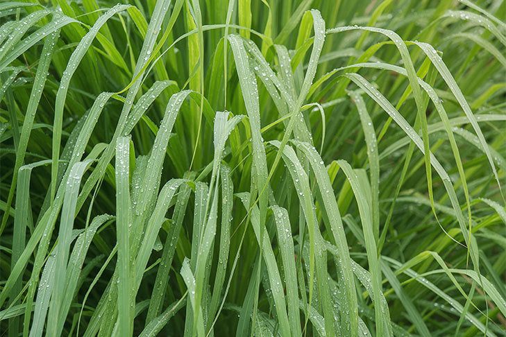 Óleo essencial de Citronela (Cymbopogon nardus) ORGÂNICO - 100mL