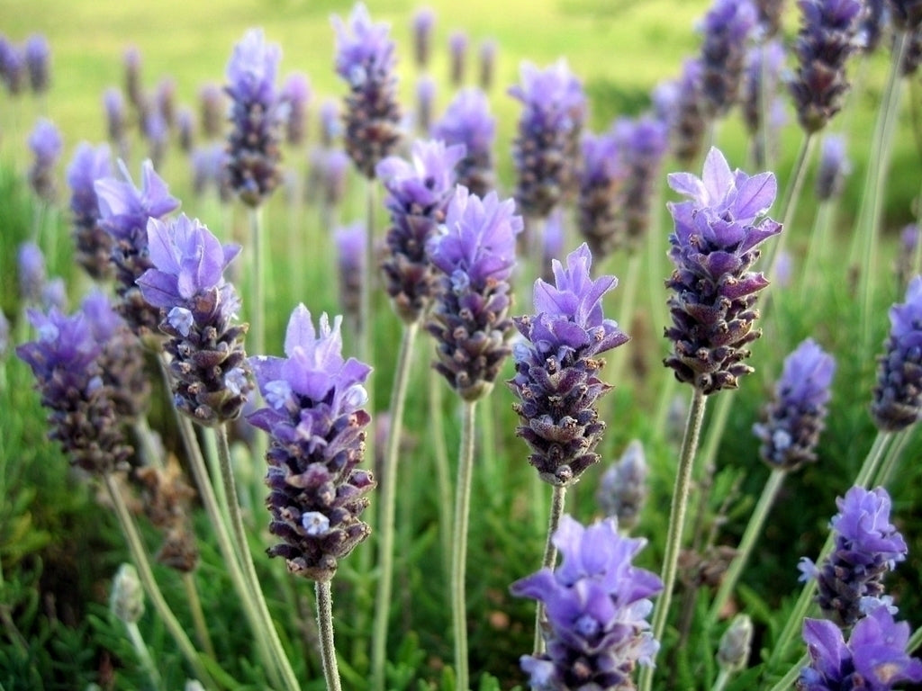 Hidrolato de Lavanda Brasileira (Lavandula dentata) ORGÂNICO - 1L