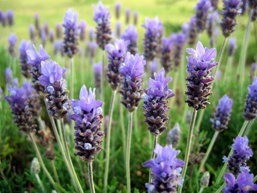 Óleo essencial de Lavanda Brasileira (Lavandula dentata) ORGÂNICO - 100mL