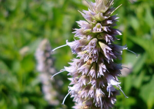 Óleo essencial de Patchouli (Pogostemon cablin) - 100mL