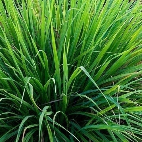 Óleo essencial de Capim Limão (Cymbopogon citratus) ORGÂNICO - 100mL