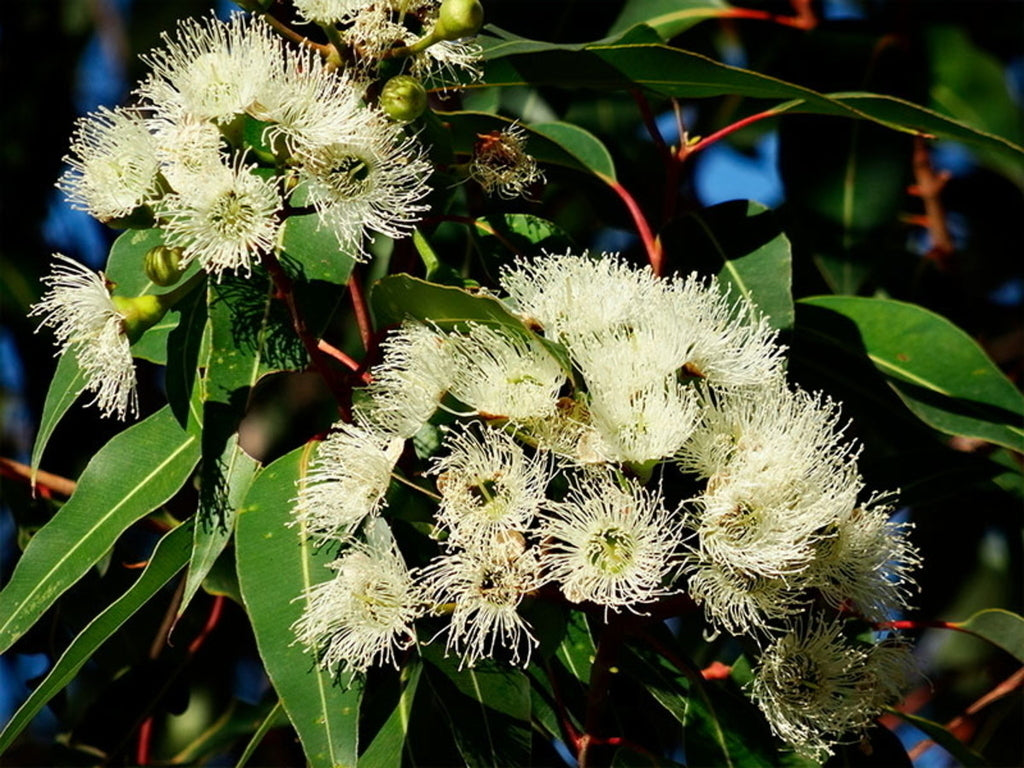 Óleo essencial de Eucalipto (Eucalyptus citriodora) ORGÂNICO NÃO CERTIFICADO - 100mL