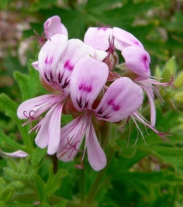 Óleo essencial de Gerânio Bourbon (Pelargonium graveolens) - 100mL