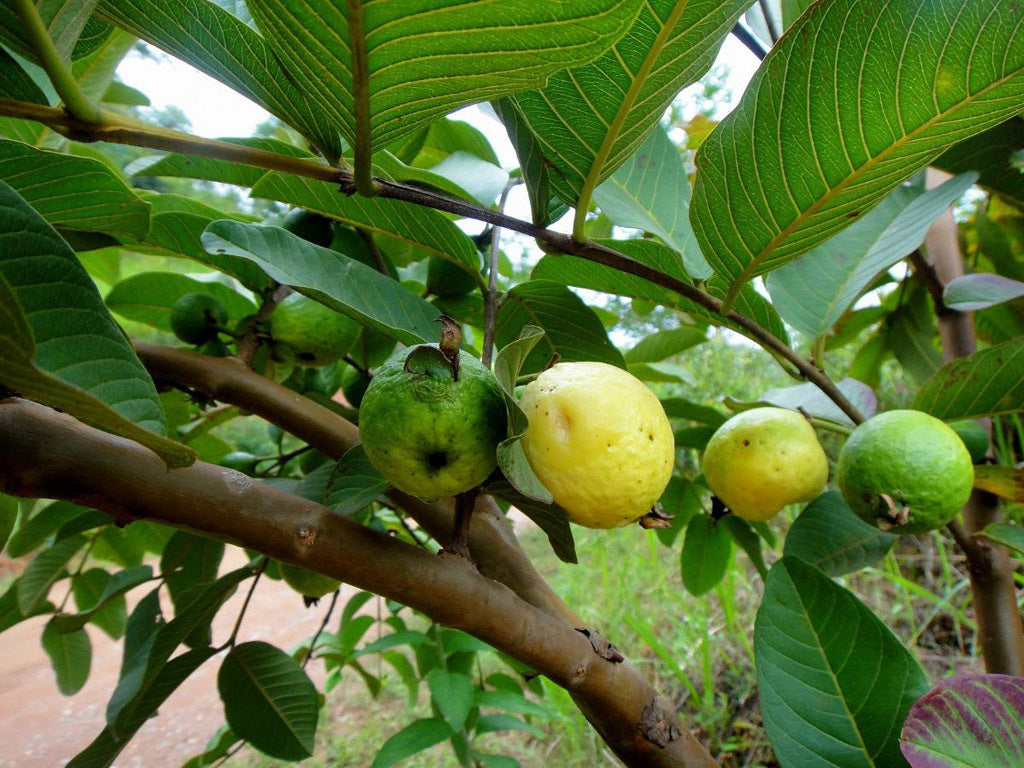 Óleo essencial de Goiaba (Psidium guajava) ORGÂNICO - 100mL