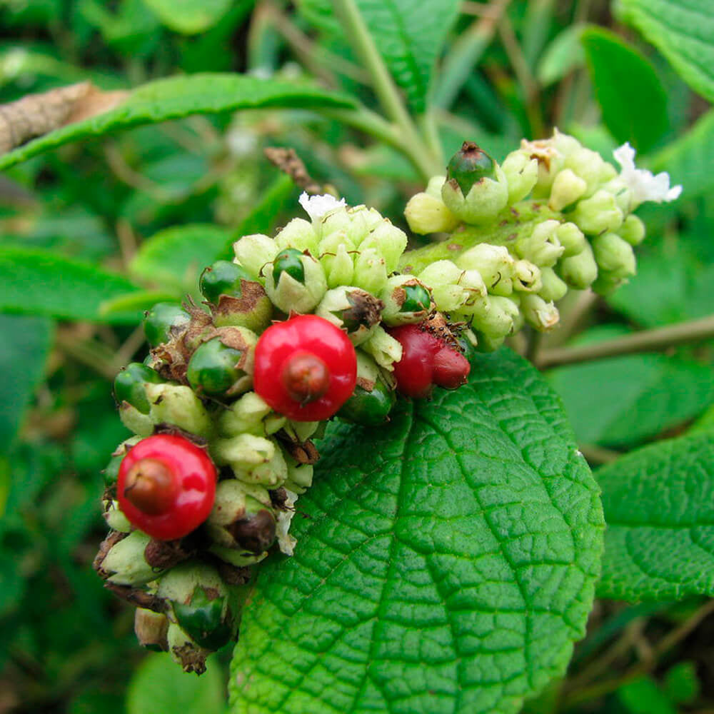 Óleo essencial de Erva Baleeira (Cordia verbenacea) ORGÂNICO - 100mL