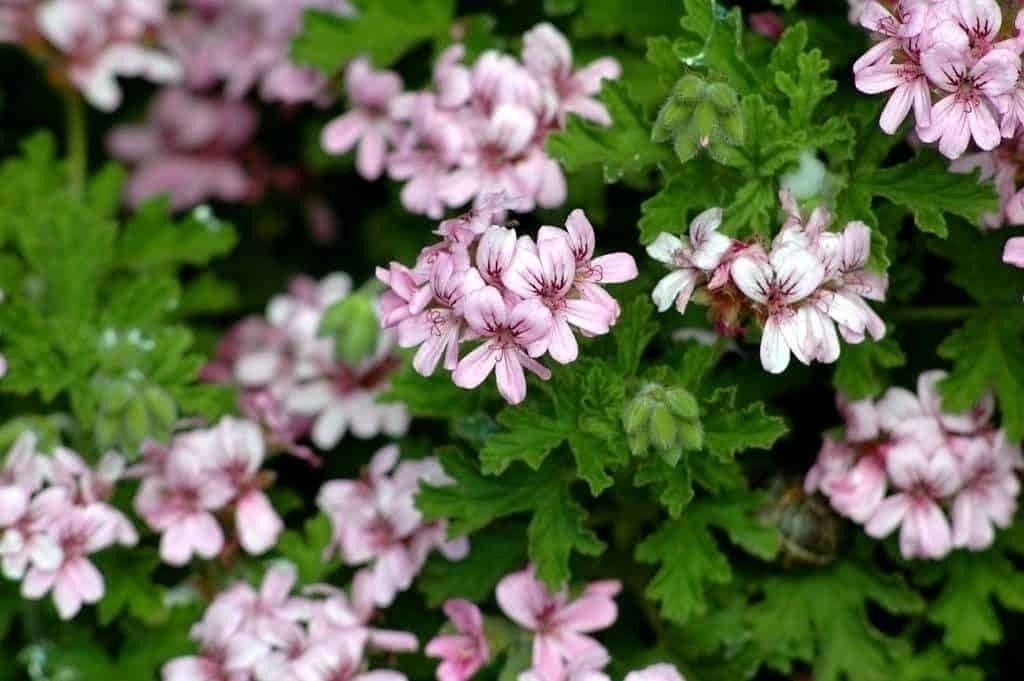 Hidrolato de Gerânio Brasil (Pelargonium graveolens) - 200mL - Legee