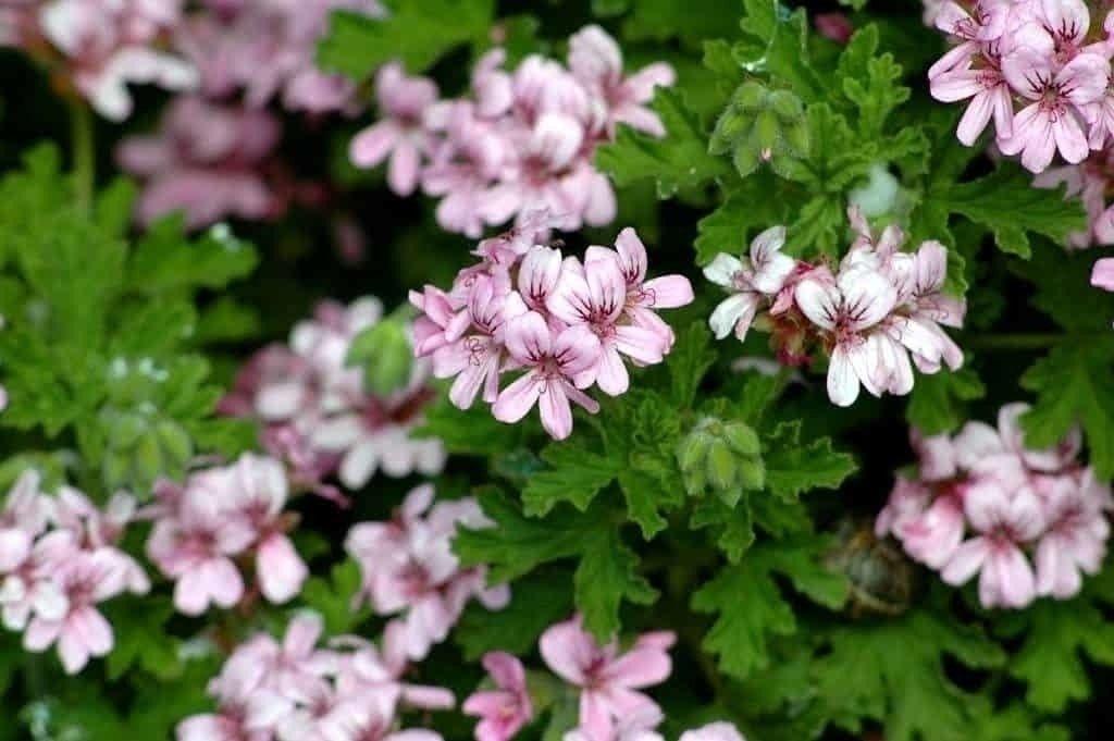Óleo essencial de Gerânio Bourbon (Pelargonium graveolens) - 100mL - Legee