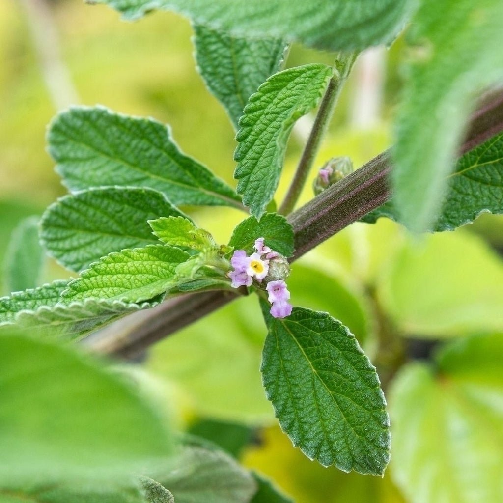 Óleo essencial de Verbena Brasileira (Lippia alba) ORGÂNICO - 10mL - Legee
